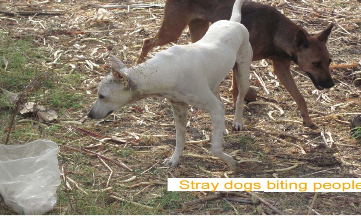 stray dogs meaning in urdu Archives - UK Newsline