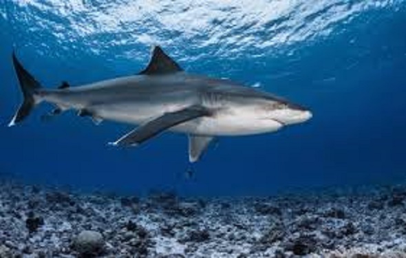 Neither fish nor sharks blink.